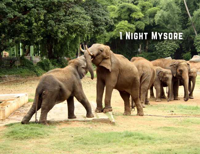 1 Night Mysore (2)